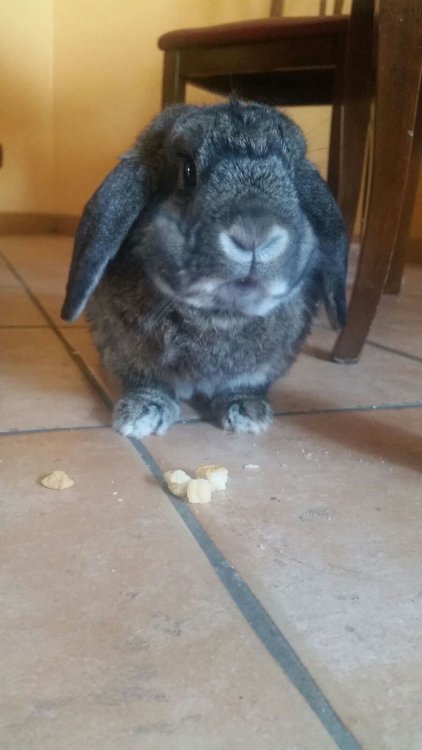 Rocco.jpg